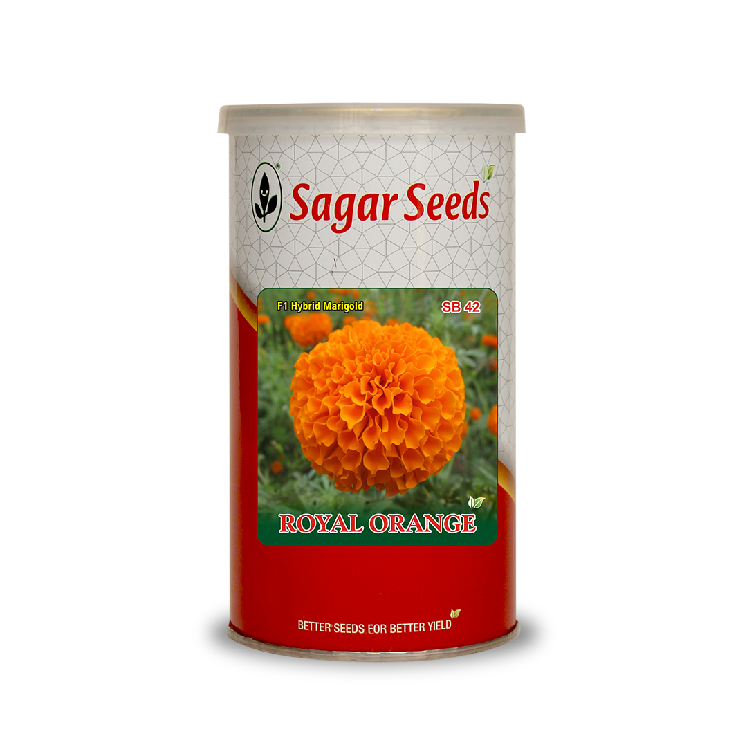 Royal Orange