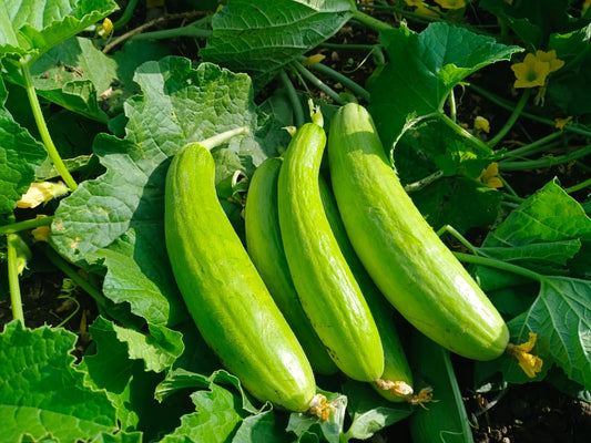 🌱 Shravani Cucumber – September Sowing for Better Market Opportunities