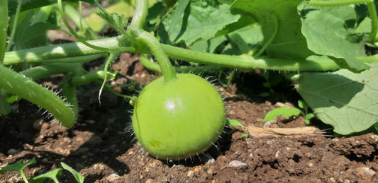 🌱 Naresh Tinda – A Smart Crop for Better Returns with Controlled Cost