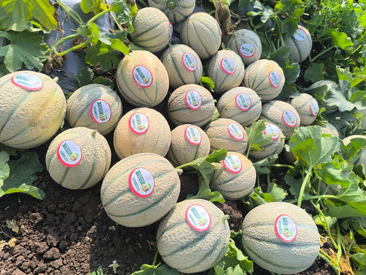 🍈 Vijay Muskmelon – Strong Plant, Market-Friendly Fruit, Better Business Potential