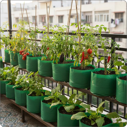 12 Vegetable Seeds Combo Pack