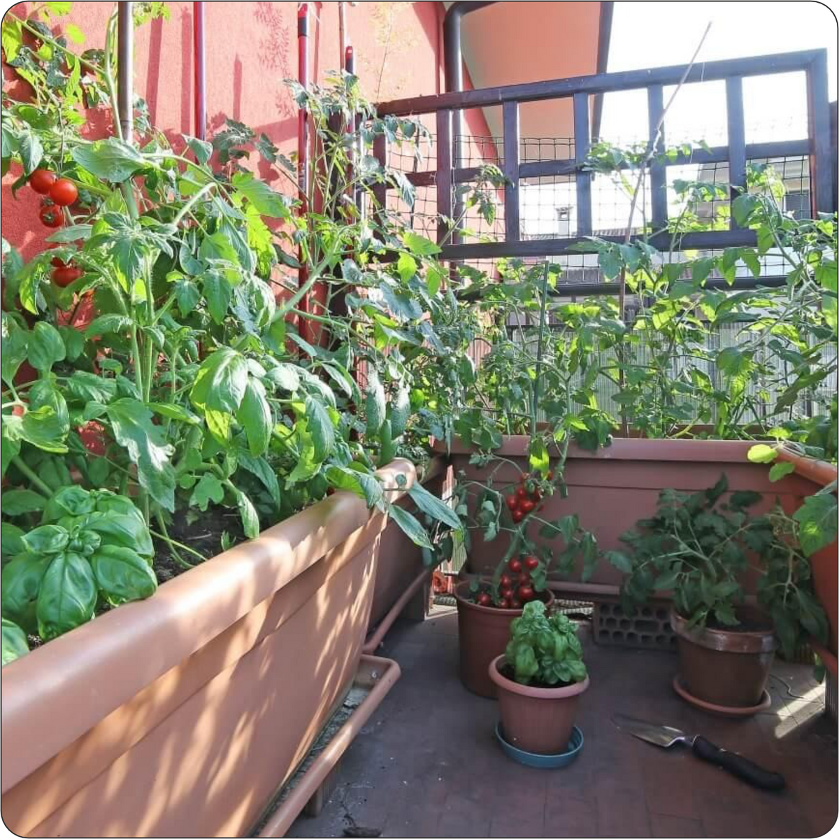 12 Vegetable Seeds Combo Pack