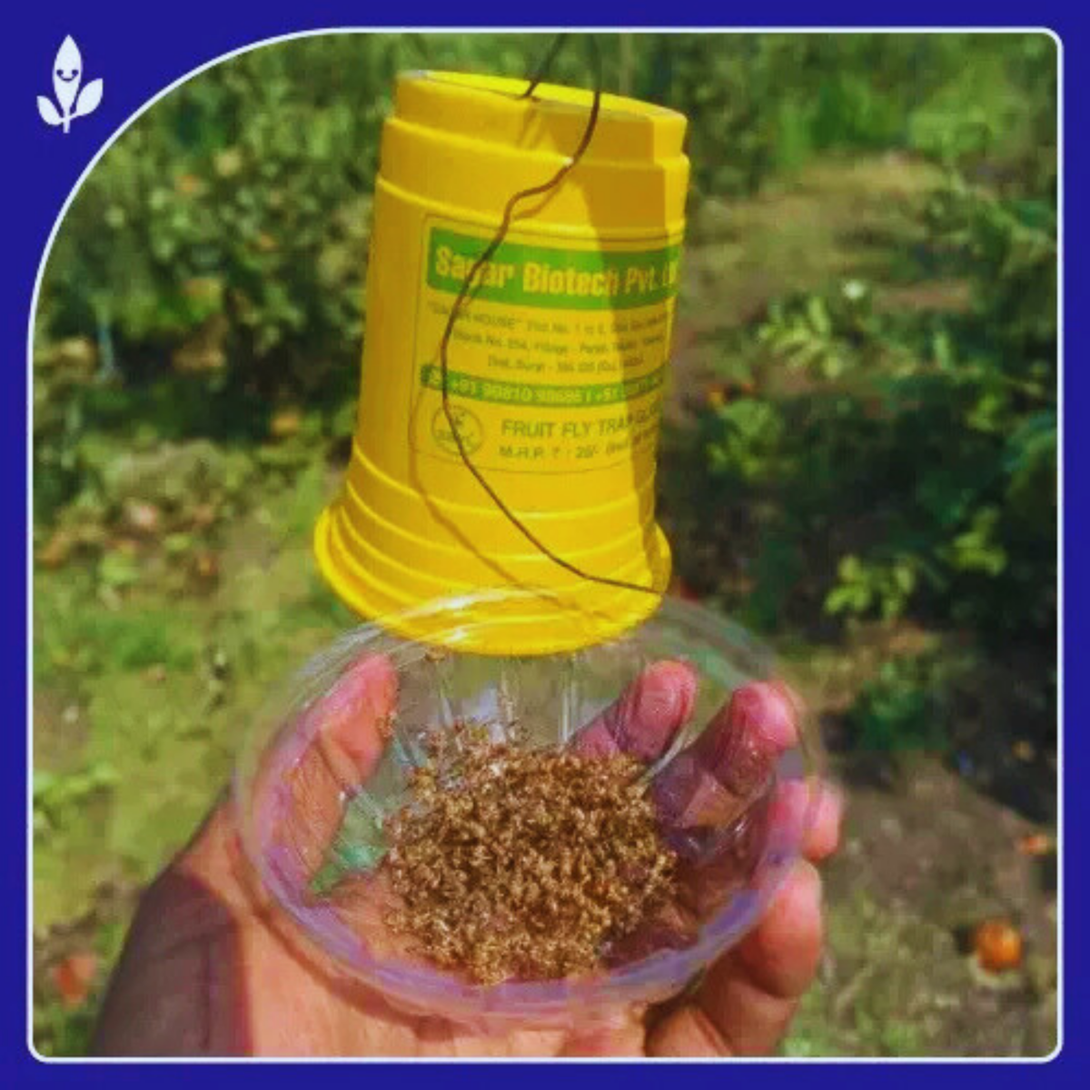 Fruit Fly Block & Fruit Fly Glass Trap