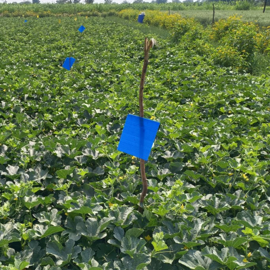 Blue Sticky Trap 20 PCS