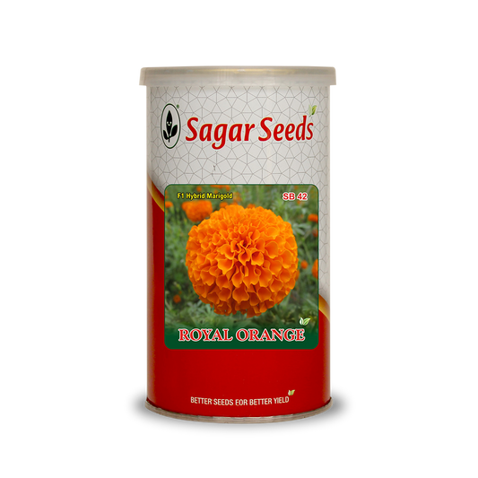 Royal Orange