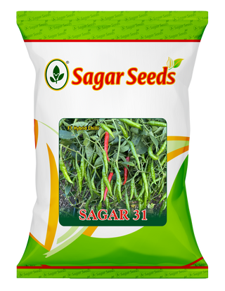 Sagar 31