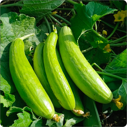 Shravani