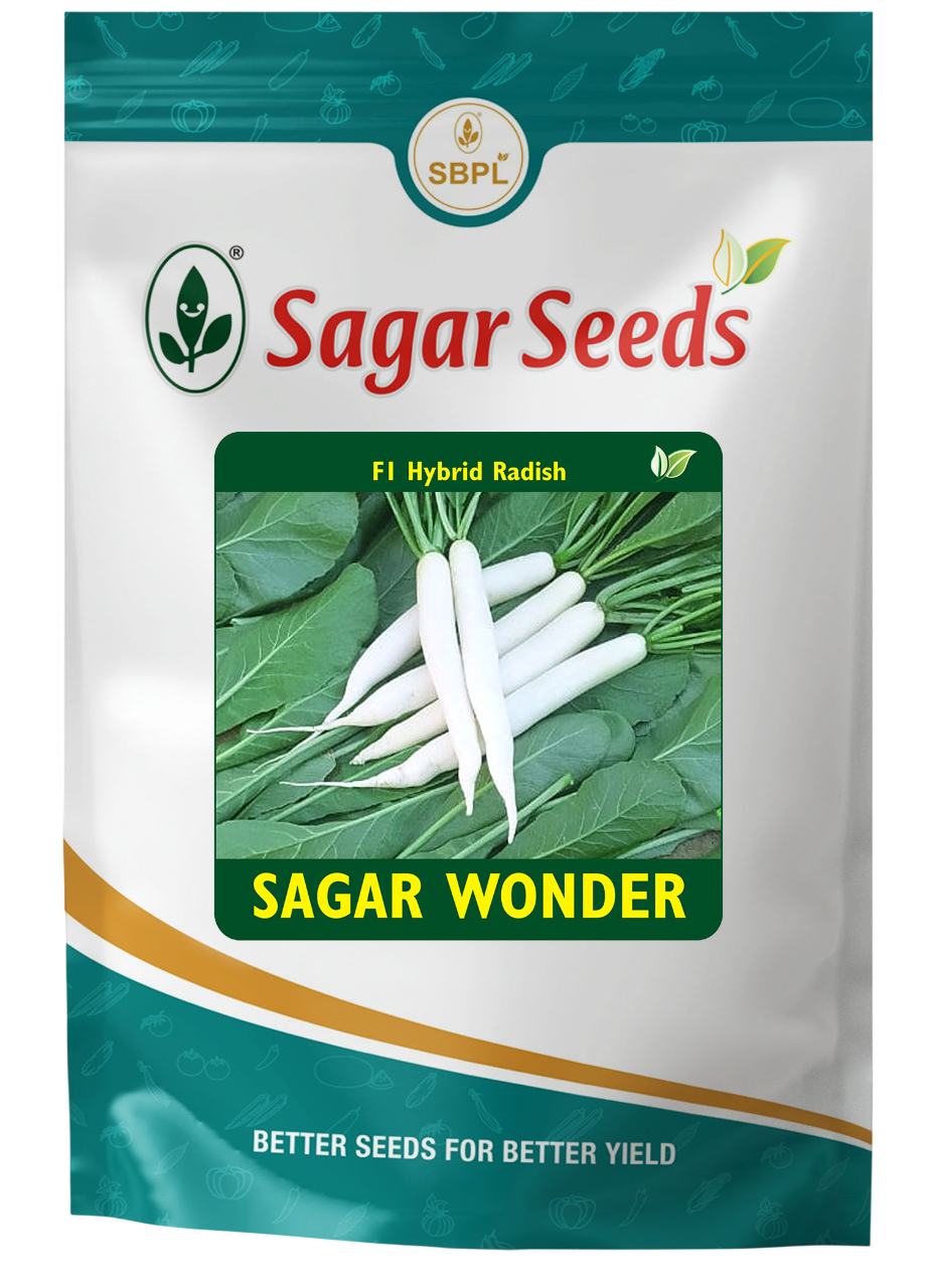 Sagar wonder