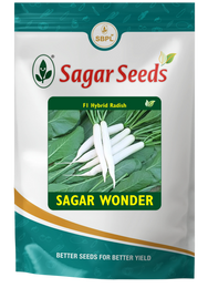 Sagar wonder