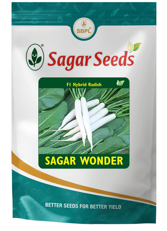 Sagar wonder