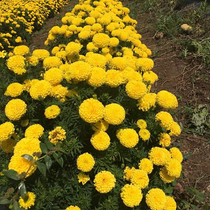 Marigold Fields