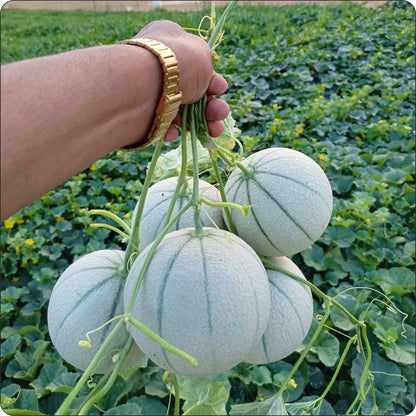 "Himanshi muskmelon fruit on field"