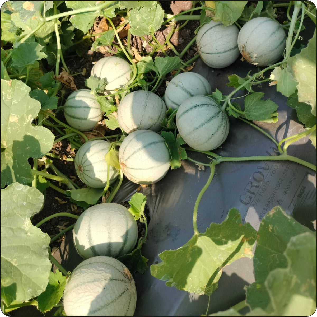 "Himanshi muskmelon fruit on field"