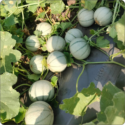 "Himanshi muskmelon fruit on field"