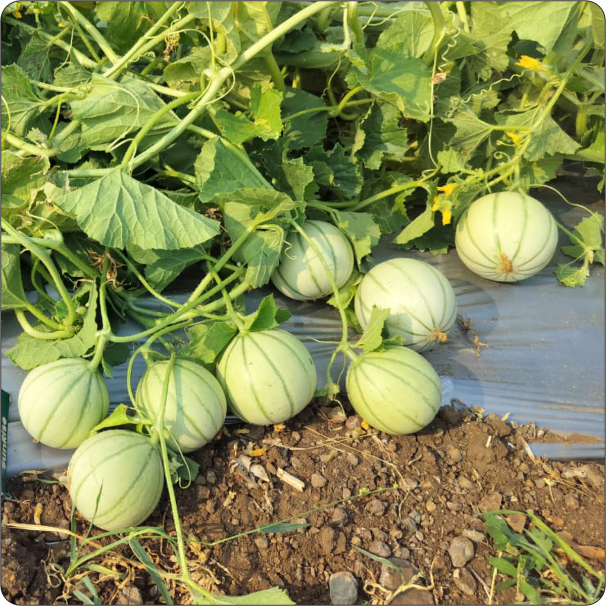 "Himanshi muskmelon fruit on field"