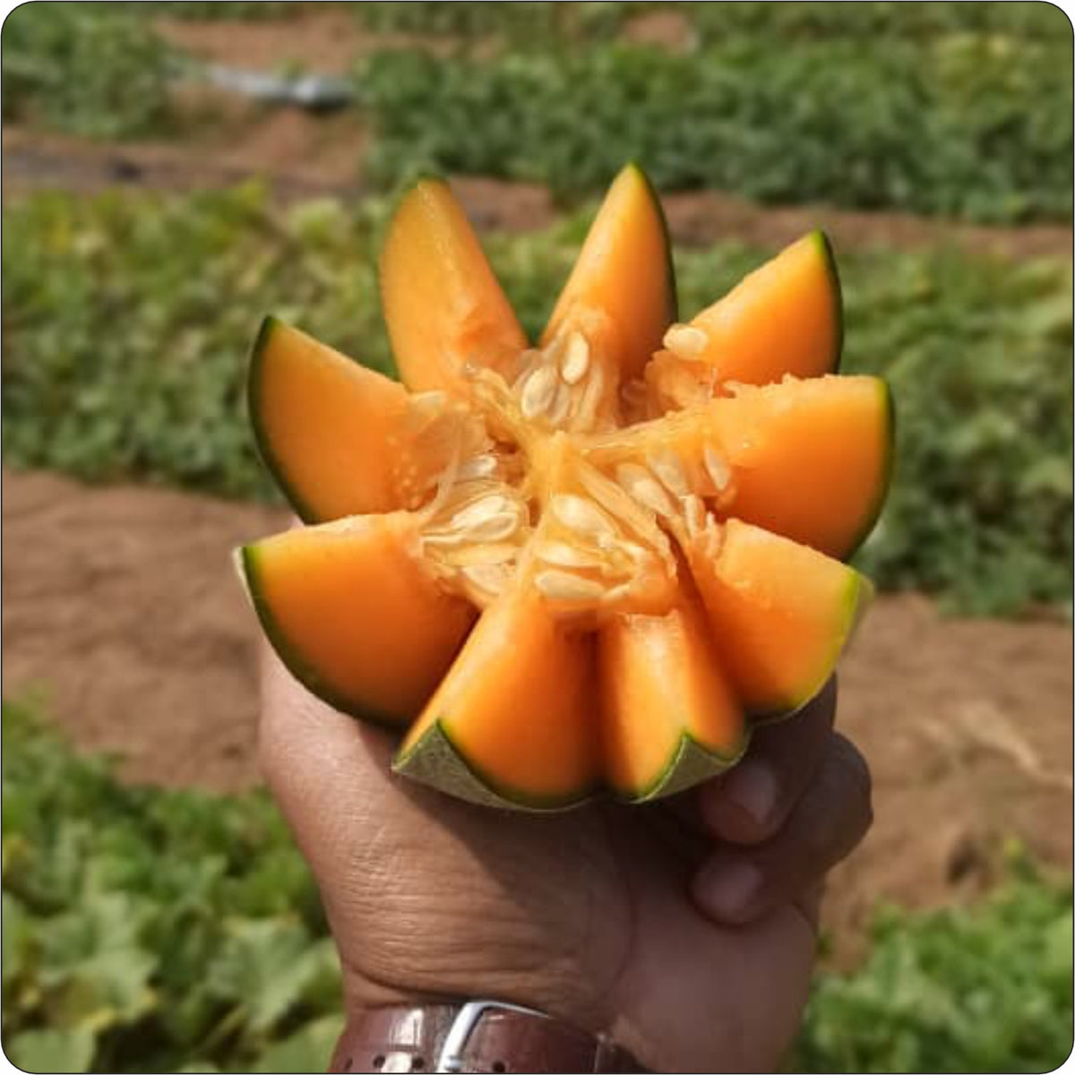 "Himanshi muskmelon fruit on field"