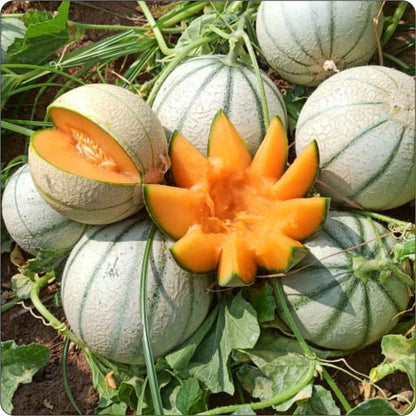 "Himanshi muskmelon fruit on field"