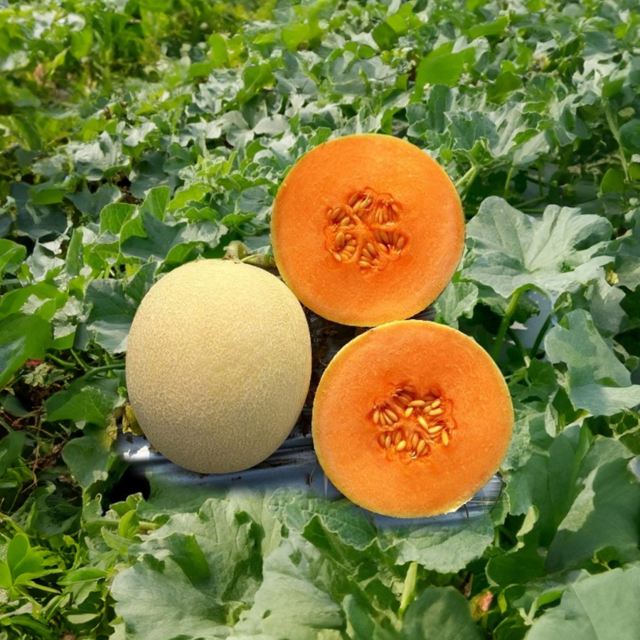Muskmelon Seeds