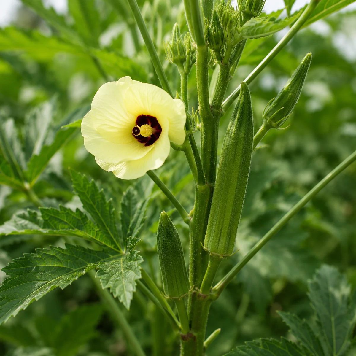 Shravani Cucumber