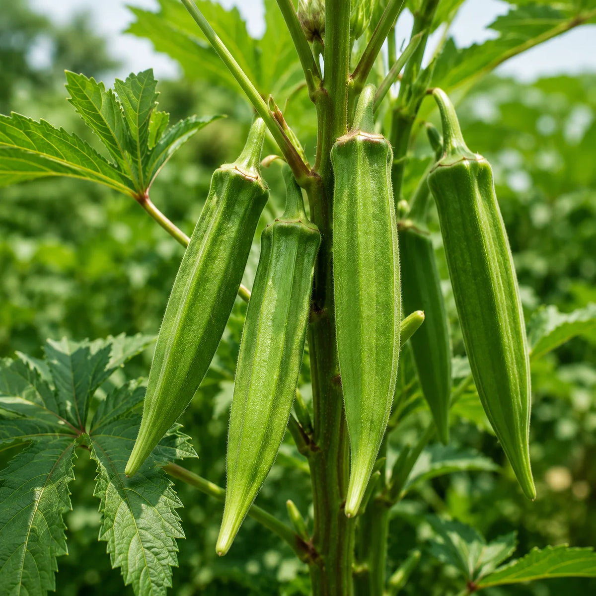 Field Trials