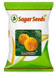 Radhey