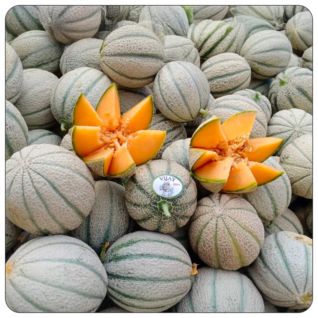 Vijay Muskmelon