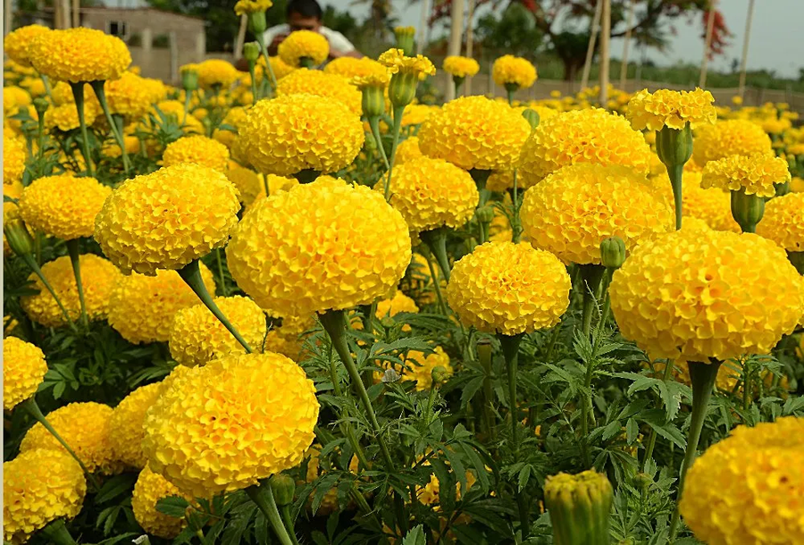 Marigold Seeds